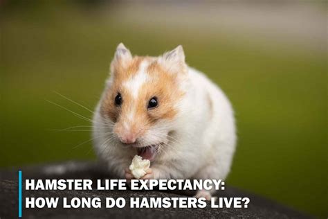 how long do dwarf hamsters live|life span for mini hamster.